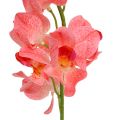 Floristik24 Orchidea Mokara Salmone 50 cm 6 pezzi