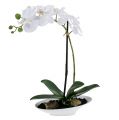 Floristik24 Orchidea Phalaenopsis in tazza bianca H40cm