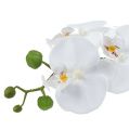 Floristik24 Orchidea Phalaenopsis in tazza bianca H40cm