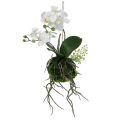 Floristik24 Orchidea Phalaenopsis da appendere H33cm crema