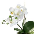 Floristik24 Orchidea Phalaenopsis da appendere H33cm crema
