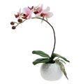 Floristik24 Orchidea rosa in vaso di ceramica 31 cm