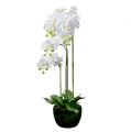 Floristik24 Orchidea bianca con globo 110cm