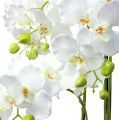 Floristik24 Orchidea bianca con globo 110cm