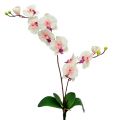 Floristik24 Orchidea con 2 rami 60 cm bianco-rosa
