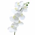 Floristik24 Orchidea bianca 77 cm