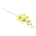 Floristik24 Orchidea Phalaenopsis artificiale giallo verde 85 cm