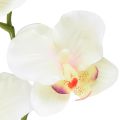 Floristik24 Orchidea Phalaenopsis artificiale 6 fiori rosa crema 70 cm