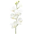 Floristik24 Orchidea Phalaenopsis artificiale 6 fiori bianco crema 70 cm
