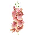Floristik24 Orchidea Phalaenopsis artificiale 9 fiori rosa vaniglia 96 cm