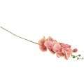 Floristik24 Orchidea Phalaenopsis artificiale 9 fiori rosa vaniglia 96 cm