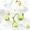 Floristik24 Orchidee artificiali da vaso bianche 80 cm