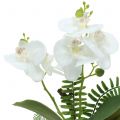 Floristik24 Orchidea bianca con mossballs e radici 36cm