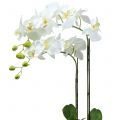 Floristik24 Orchid White su bulbo da 65 cm