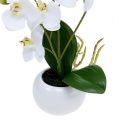 Floristik24 Orchidee in vaso 30 cm bianche