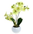 Floristik24 Orchidea in vaso verde H30cm