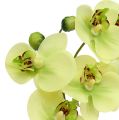 Floristik24 Orchidea in vaso verde H30cm