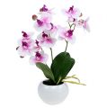 Floristik24 Orchidee in vaso H30cm bianco-rosa