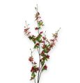 Floristik24 Ramo di orchidea verde / rosa 105 cm