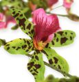 Floristik24 Ramo di orchidea verde / rosa 105 cm