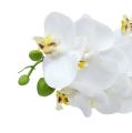 Floristik24 Ramo di orchidea bianco L58cm