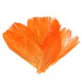 Floristik24 Fibra di palma pastello arancio chiaro 400gr