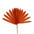 Floristik24 Palmspear Sun mini Arancione 50pz