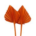 Floristik24 Palmspear mini arancione 100pz