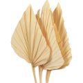Floristik24 Palmspear Foglie di Palma Decorazione Naturale Sbiancate 12.5×38cm 4pz