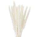 Floristik24 Fiori secchi di erba della pampa sbiancati, 70 cm, 15 pezzi