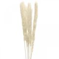 Floristik24 Crema di erba di pampa essiccata per bouquet essiccato 65-75cm 6pz