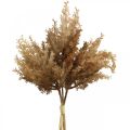 Floristik24 Erba di pampa artificiale marrone decorazione secca erba ornamentale 35 cm 4 pezzi