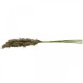 Floristik24 Erba di pampa secca naturale per bouquet secco 70-75 cm 6 pezzi