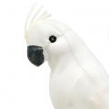 Floristik24 Pappagalli con piume bianche Uccello decorativo cacatua artificiale 4 pezzi