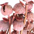 Floristik24 Dry Deco Papavero Capsule Fiori secchi color papavero rosa 75g