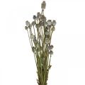 Floristik24 Capsule di semi di papavero essiccati Mazzo di fiori secchi naturali papavero decorativo 90g