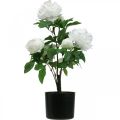 Floristik24 Paeonia artificiale, peonia in vaso, pianta decorativa fiori bianchi H57cm