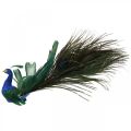 Floristik24 Uccello del paradiso, pavone da agganciare, uccello piuma, decorazione uccello blu, verde, colorato H8,5 L29cm