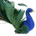 Floristik24 Uccello del paradiso, pavone da agganciare, uccello piuma, decorazione uccello blu, verde, colorato H8,5 L29cm