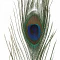 Floristik24 Piume di pavone deco piume reali per artigianato natura 24-32 cm 24 pezzi
