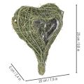 Cuore di pianta naturale per composizioni floreali con lamina, 25 cm | Floristik24.it