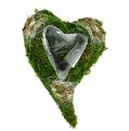 Floristik24 Muschio di cuore vegetale 35 cm x 25 cm