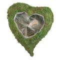 Floristik24 Pianta cuore muschio verde ciotola per piante cuore 20x20x5,5 cm