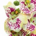 Floristik24 Ramo di orchidea artificiale Phaelaenopsis verde rosa H49cm