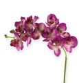 Floristik24 Orchidea Phalaenopsis Viola-Crema 62cm