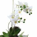 Floristik24 Orchidea con palline di felce e muschio artificiale bianca da appendere 64 cm