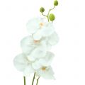Floristik24 Orchidea Phalaenopsis artificiale bianca 80cm