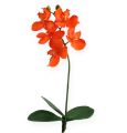 Floristik24 Orchidea artificiale con foglie di arancio 35 cm