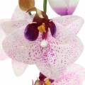 Floristik24 Phaleanopsis orchidea artificiale bianco, viola 43cm