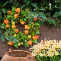 Ghirlanda di physalis artificiale, arancione e verde, Ø28 cm, decorazione autunnale | Floristik24.it